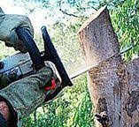 How Our Tree Care Process Works  in  Holden Heights, FL