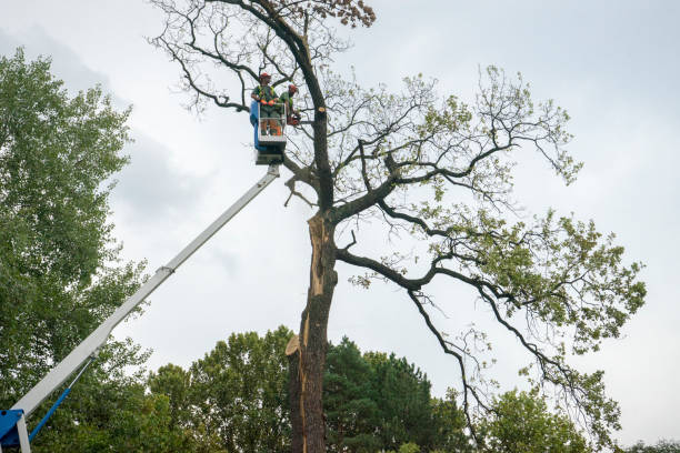 Trusted Holden Heights, FL Tree Care Experts