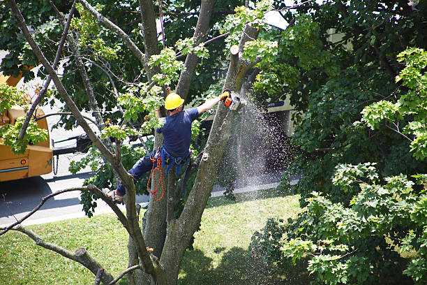 Tree and Shrub Care in Holden Heights, FL